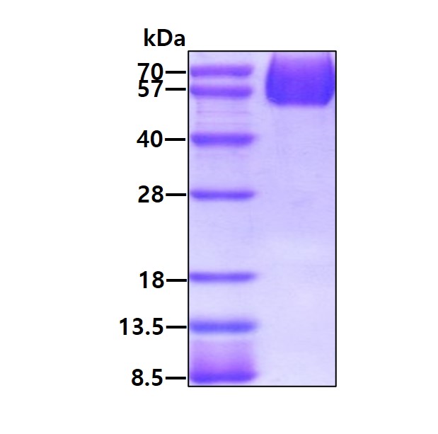 3 μg by SDS-PAGE under reducing condition and visualized by coomassie blue stain.